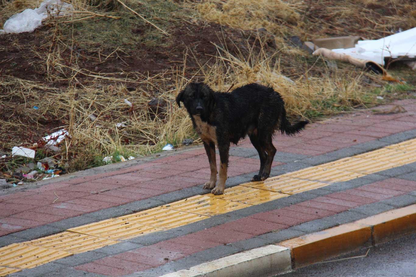 Yavru köpeklerin yağmur ve soğukta yaşam mücadelesi
